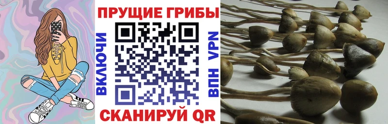 сколько стоит Усть-Джегута Галлюциногенные грибы MAGIC MUSHROOMS